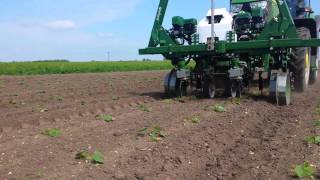 GarfordRobocrop InRow Weeder pumpkin squash [upl. by Dart825]