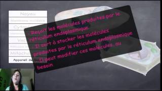 Les organites de la cellule animale et végétale et leurs fonctions Merge [upl. by Ymmot]