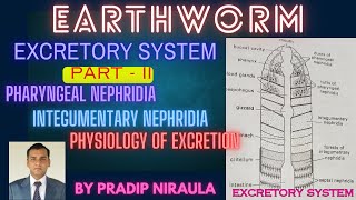 EARTHWORM EXCRETORY SYSTEMPART2 I CLASS11 I PHARYNGEALamp INTEGUMENTARY NEPHRIDIA I PRADIP NIRAULA [upl. by Alebasi701]