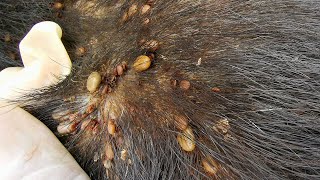 Dog Ticks Remove  Easy And Fast Way To Remove All Ticks From Poor Dog  Save Poor Dog EP 97 [upl. by Koenraad]