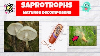 Saprotrophs ExamplesDecomposersFungiBacteriaWater mold [upl. by Saree]