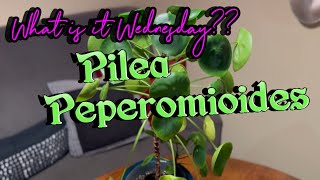 PILEA PEPEROMIOIDES Plants INFO and CARE Houseplant HOW TO [upl. by Enirhtac]