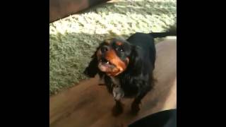 Cavalier King Charles Spaniel Barking [upl. by Innis947]