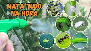 INSETICIDA CASEIRO PARA PLANTAS USANDO SÓ 1 INGREDIENTEMATA TUDOPULGÃO COCHONILHA… [upl. by Javier]