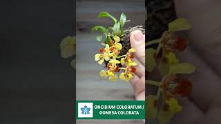 ONCIDIUM COLORATUM  GOMESA COLORATA [upl. by Gombach181]