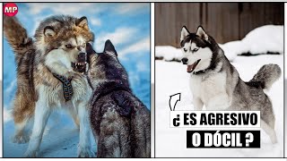 8 Cosas que NO Sabías del Husky Siberiano ¿Un perro Agresivo [upl. by Egbert]