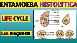 Entamoeba Histolytica Life cycle Lab diagnosis [upl. by Enitnelav363]