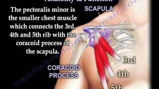 Pectoralis Muscle Anatomy amp Function  Everything You Need To Know  Dr Nabil Ebraheim [upl. by Lam]