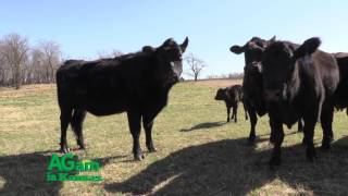 AGam in Kansas  With Artificial Insemination Consistency is Possible  March 16 2017 [upl. by Hendry]