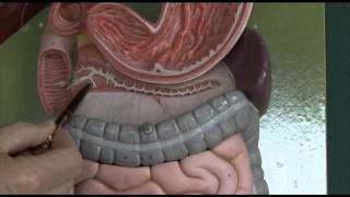 Anatomy 6 Gastrointestinal tract [upl. by Ellennaj]