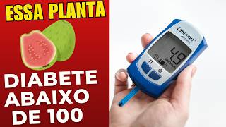 6 TIPOS DE PLANTAS PRA AJUDAR BAIXAR DIABETES [upl. by Odlanra]