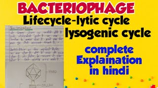 Bacteriophage  lytic cycle and lysogenic cycle in hindi [upl. by Ley]