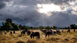 quotFür einen Sommersturm wirklich extremquot Unwetter fegt über Holland und Deutschland [upl. by Yhtommit]