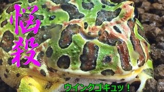 【えくりん】 ベルツノガエル 冷凍ワカサギ 給餌 何匹食べるかな？ 【Ceratophrys ornata】 [upl. by Pederson]