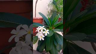 चम्पा Plumeria plant care and tips gardening gardeningvideos floweringplant plant [upl. by Delia]