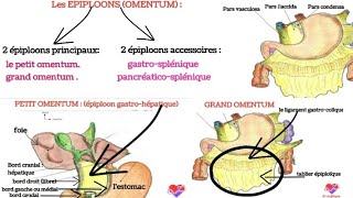 les épiploons  petit omentum et grand omentum [upl. by Ednil383]