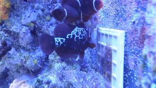 Lightning Maroon Clownfish fostering a nest from my Onyx Percula pair [upl. by Enomis443]