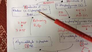 CALVIN CYCLE or C3 CYCLE  BY PHANINDRA GUPTHA [upl. by Anayet]