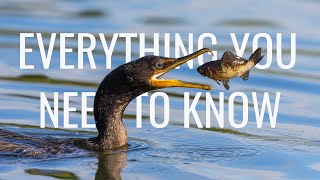 Cormorants and Shags Everything you need to know  Fishing Flying Hunting Diving CallSound [upl. by Felton]