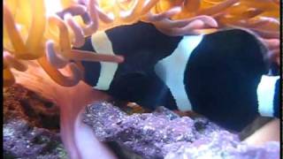 Clownfish Laying Eggs May 2010 [upl. by Anyek]