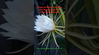 how to pollinate a dragon fruit flower dragonfruitflowerdragonfruitflowering pollination shorts [upl. by Dranal]