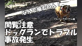 閲覧注意、ドッグランでの事故、トラブル。これは犬の喧嘩ではない。なんで噛むねん！ブルドッグのバウムが叫ぶ。説明欄・概要欄も見てくださいね♡ ブルドッグドッグランバウム [upl. by Cummings435]