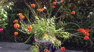 epidendrum radicans [upl. by Anawahs]