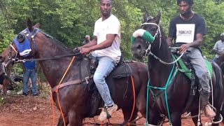 Standardbred Horse Racing Under The Saddle Longview Texas [upl. by Ecirual351]