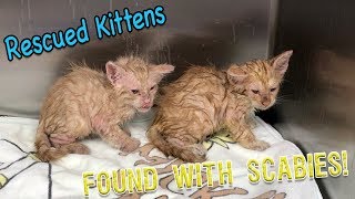 Abandon Kittens with Scabies Contagious to humans [upl. by Miquela987]