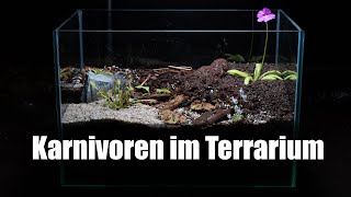 109 Terrarium mit fleischfressenden Pflanzen anlegen richtige Pflanzauswahl amp passende Einrichtung [upl. by Llevad]