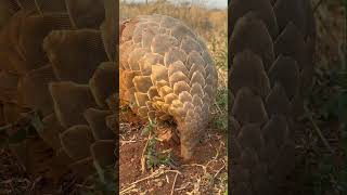 Digging Deep The Pangolins Search for Ants and Termites 🐜 [upl. by Tudor645]