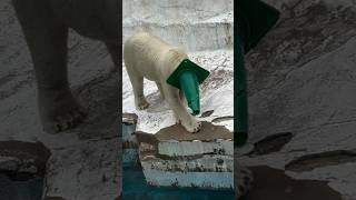 Polar Bear Water Diving shorts [upl. by Venn]