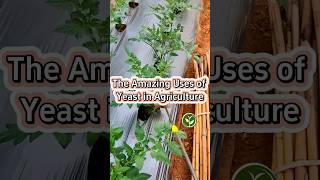 The amazing use of the yeast in agriculture shortvideo garden natural howto youtubeshorts [upl. by Ennylhsa]