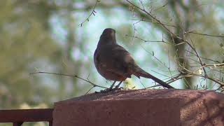 Curve Billed Thrasher Singing  Feb 2023 [upl. by Amerak]