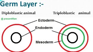 Diploblastic and Triploblastic organization [upl. by Sesmar]