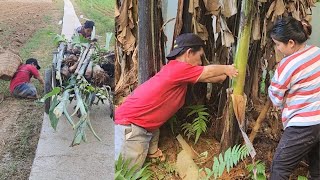 disabled father and single daughter go to get bananas to plant [upl. by Cleland77]