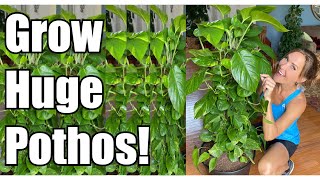 Secrets to Growing Giant Pothos  Pothos UpPotting amp Repotting  Pothos Care Guide  Devils Ivy [upl. by Canning]