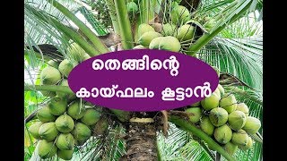 തെങ്ങിന്റെ കായ്ഫലം കൂട്ടാൻ Coconut Cultivation Tips [upl. by Reltuc]