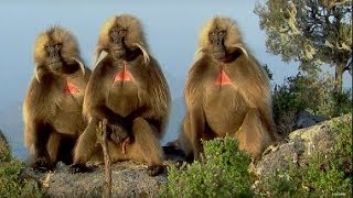 Defending a Monkey Harem  Clever Monkeys  BBC Earth [upl. by Nospmis]