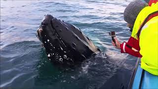 Whale Watching in Skjálfandi Bay Húsavík Iceland 2017 [upl. by Auburn]