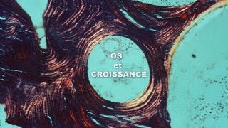 Os et Croissance  POM Bio à croquer [upl. by Eerolam]