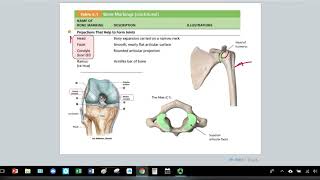 W6Skeletal System Bone Markings [upl. by Oringas487]