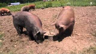 Kingbird Farm  Pastured Pigs 1 of 4  Breeding [upl. by Aivekal]