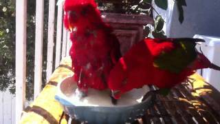 Red Lory and chattering Lory [upl. by Elita357]