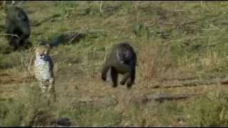 Baboon chasing Cheetah [upl. by Shep75]