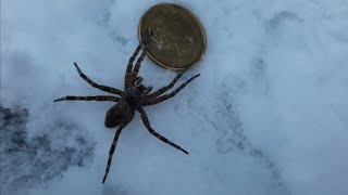 Araignée Dolomedes tenebrosus sur la neige 1 °C [upl. by Annaiek]