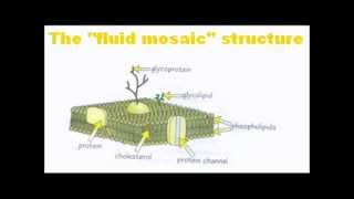 Cell Membranes  A Level AS Biology Revision [upl. by Melcher745]