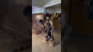 kustistatus pailwan wrestling viral status workout [upl. by Isabel418]