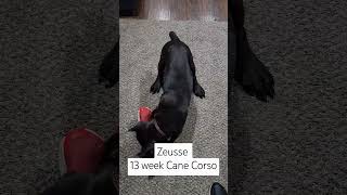 Cane Corso puppy 13 weeksZeusse puppy canecorso [upl. by Elacsap]