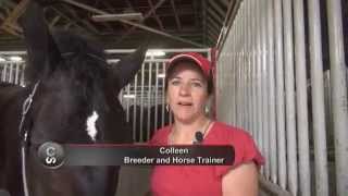 Horse breed 101  The Percheron [upl. by Victor]